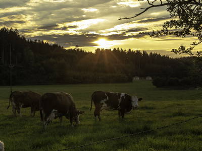 Bild 26 aus  Ferienparadies Huberhof