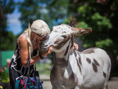 Bild 14 aus  Gutshof Dragefeld