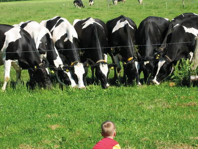 Bild 12 aus  Bauernhofferien Weseloh