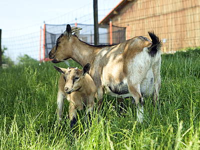 Bild 9 aus  Ferienhof Jehle