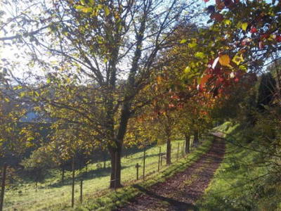 Bild 10 aus  Winzerhof