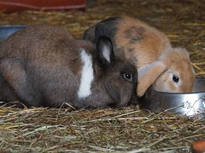 Bild 36 aus  Ferienhof Tödter