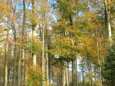 Bild 8 aus  Gutshof Wöbbel