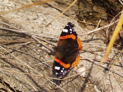 Bild 9 aus  Maienbrunnenhof