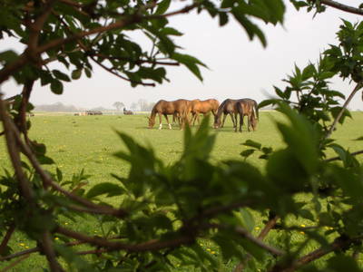 Bild 7 aus  Ferien & Reiterhof Landgut Lischow