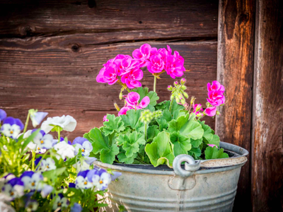 Bild 26 aus  Panoramahof