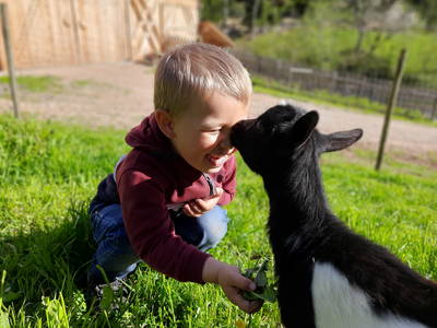 Bild 12 aus  Boznermüllerhof