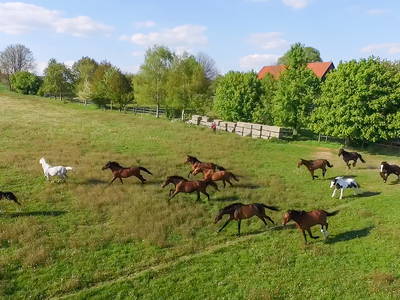 Bild 4 aus  Reit-, Pensions- und Ferienhof Zehendner