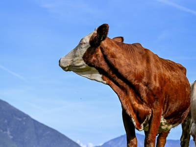 Bild 43 aus  Kircherhof