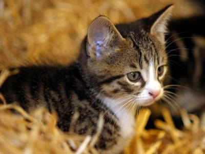 Rosa liebt die Gäste