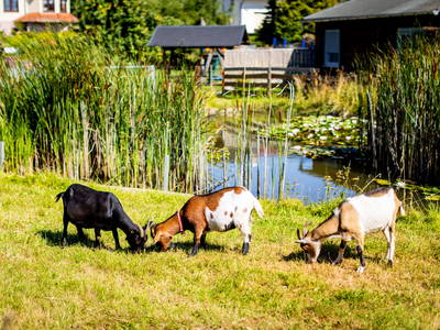 Bild 13 aus  Ferienhof Wolschendorf