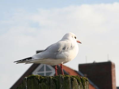 Hmm, wie diese hübsche Möwe wohl heißen mag?