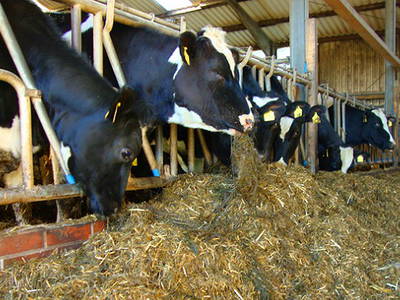 Bild 41 aus  Küstenhof Oldewurtel