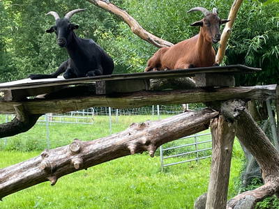 Bild 18 aus  Tannenhof Bornholdt