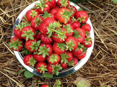 Bild 43 aus  Ferienhof Stegen