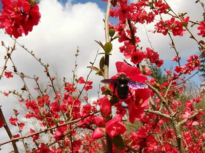 Bild 48 aus  Le Colombié - Ferienhäuser an der Dordogne mieten