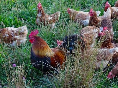 Bild 25 aus  Hofgut Schleinsee  - idyllisch am eigenen See