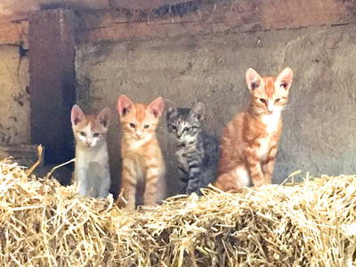 Bild 22 aus  Küstenhof Oldewurtel