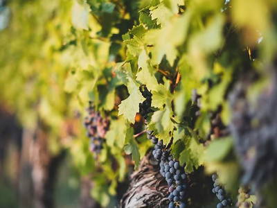 Bild 32 aus  Huber-Hof