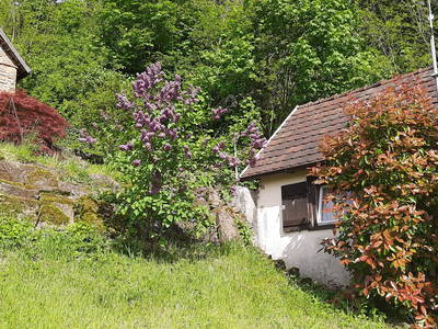 Bild 2 aus  Urige Hütte zwischen Wald und Reben