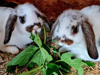 Bild 6 aus  Mittersteghof