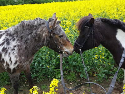 Bild 19 aus  Ostseeferienhof Tralau