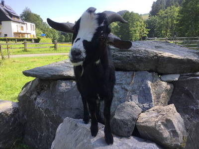 Bild 16 aus  Ferienhof Riekeshof