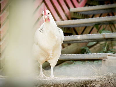 Bild 11 aus  Nengshof – Natururlaub in der Eifel