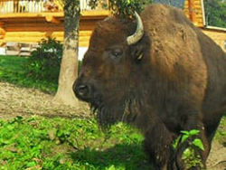 Bild 7 aus  Hof Kolb - Urlaub im Siegerland