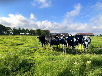 Bild 12 aus  Küstenhof Oldewurtel