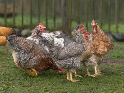 Die kleinste Hühnerfarm der Welt