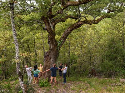 Bild 34 aus  Une Campagne en Provence