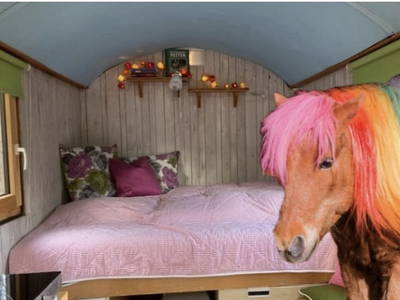 Bild 2 aus  Arabian Harmony