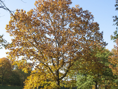 Bild 13 aus  Winzerhof Wiedemann