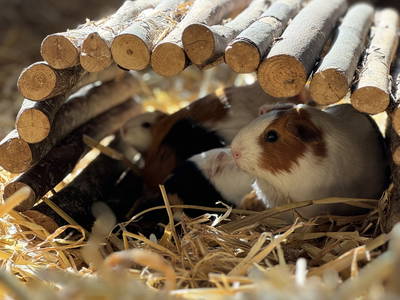 Bild 26 aus  Premium - Ferienhof Lunau