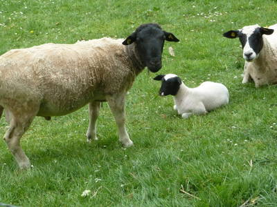 Bild 24 aus  Ferienhof  am Hennesee