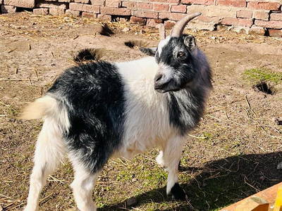 Bild 28 aus  Ostseeferienhof Tralau