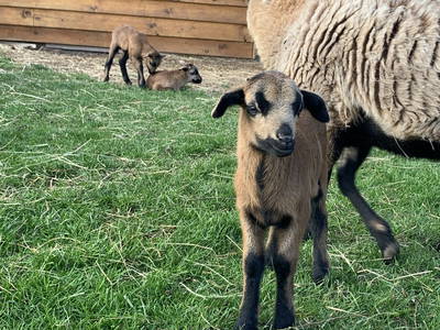 Bild 26 aus  Ferienhof Ritter im Harz
