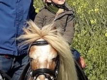 Bild 25 aus  Wohlfühlwohnung im Grünen auf Pferdehof