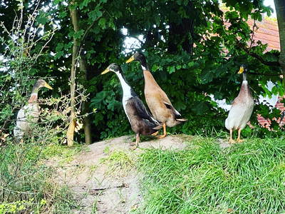 Bild 9 aus  Ferienhof Ostarle