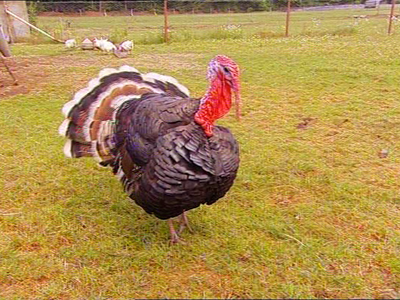 Bild 17 aus  Ferienhof Ebsen