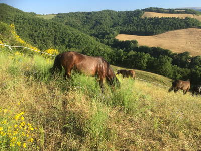 Bild 20 aus  Colle del Lupo