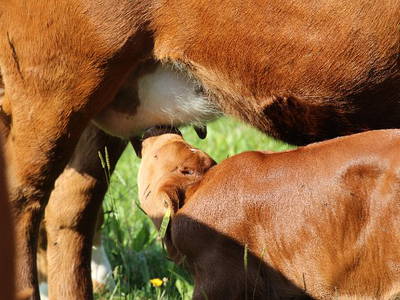 Bild 18 aus  Sunmattehof