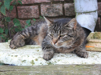 Bild 14 aus  Waldhof Bruchmühle