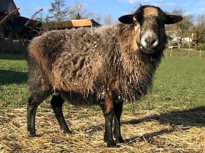 Bild 24 aus  Görgenhof - Gnadenhof für Bauernhoftiere