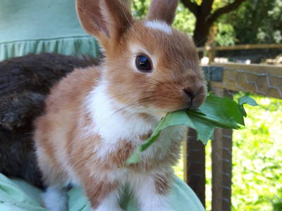 Bild 14 aus  Zaißlhäusl Hof inkl. Chiemgau-Karte ab 1.5.2026