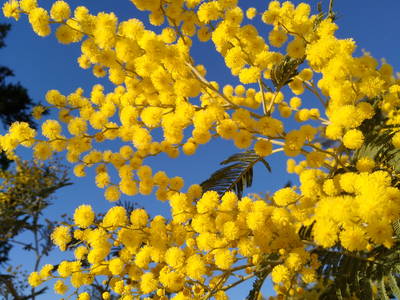 Bild 11 aus  Landhaus in der Toskana