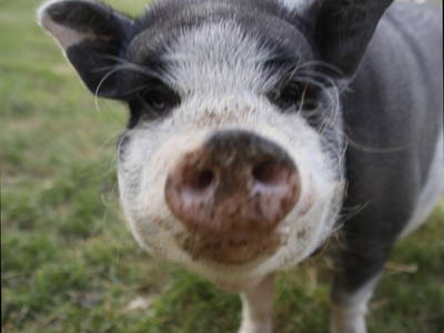 Bild 10 aus  Pension Baarblick