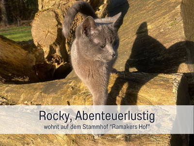 Bild 36 aus  Meine Schule Sehlingen