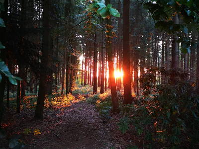 Zugang zum Wald - Lichterspiel beim Sonnenuntergang
